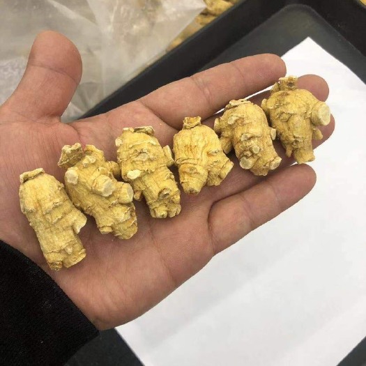 文山市加拿大软质粒头西洋参5克 7克 10克15克一枚表皮参