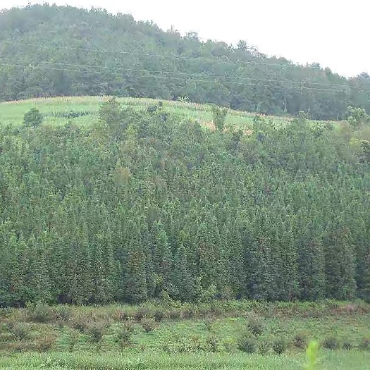山地，经济林山地