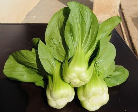 曹县上海青