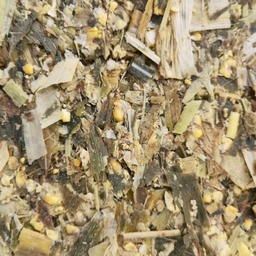 郯城县全株青储玉米