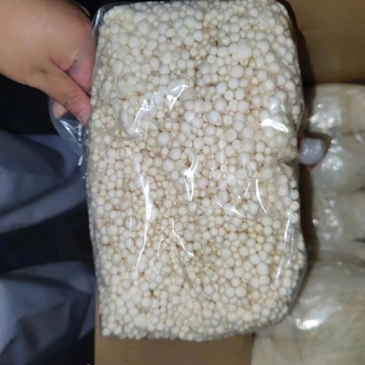 定州市金针菇