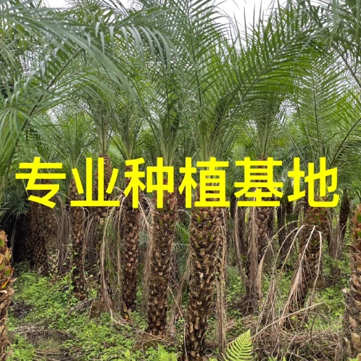 美丽针葵树批发 美丽针葵价格 美丽针葵基地直销