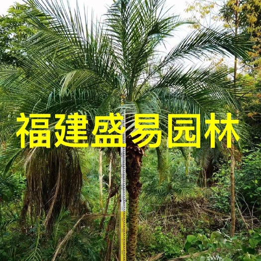 美丽针葵批发 美丽针葵树价格 美丽针葵报价 美丽针葵供应