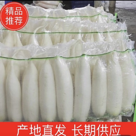 沙洋县湖北沙洋白萝卜自产自销 质量保证 诚信经营  支持代发