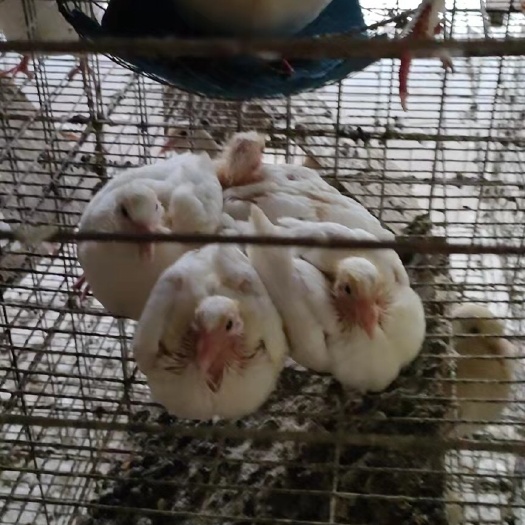 英德市现杀乳鸽