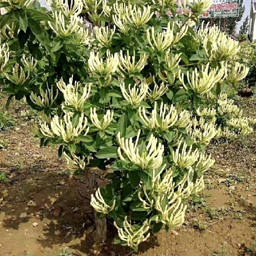 彭泽县3年金银花树，