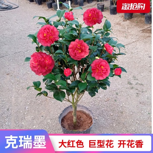 漳平市克瑞墨茶花盆栽 大牡丹 福建基地发货
