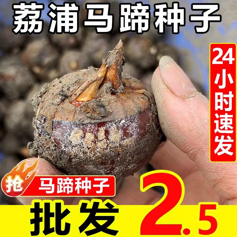 荔浦市葧荠种苗马蹄种苗母苗荔浦马蹄