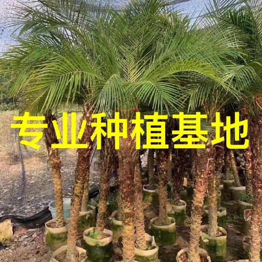 漳州福建美丽针葵批发 1.5-2米美丽针葵价格 美丽针葵基地