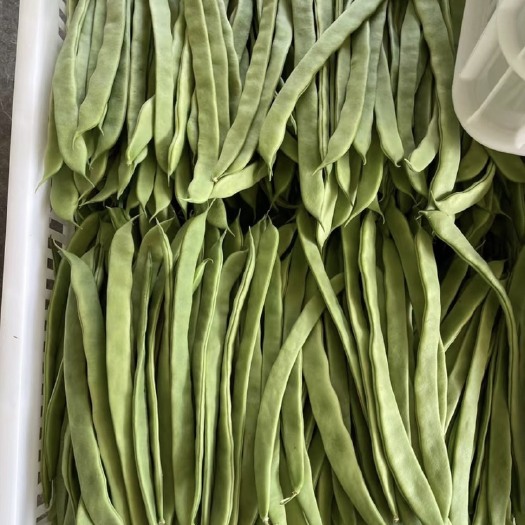 扁芸豆角  扁豆角 大量上市
