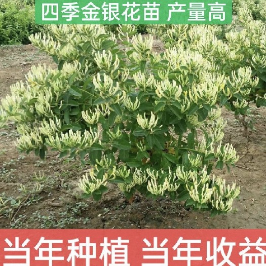 彭泽县四季金银花树