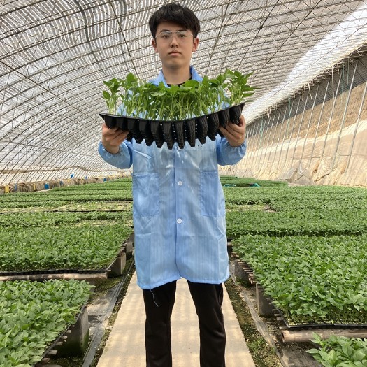 寿光市牛角椒苗子，标准苗