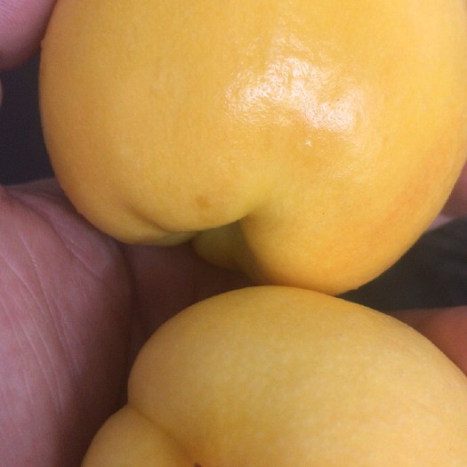 临沂蒙阴蜜桃
