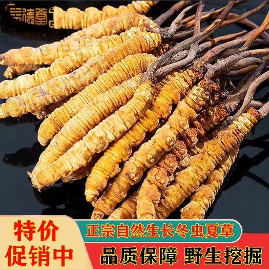 正品冬虫夏草西藏高海拔虫草泡酒泡茶自用超值可配搭礼盒