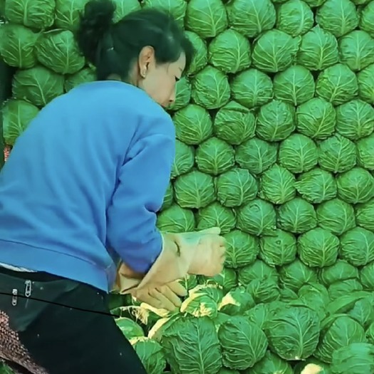 甘蓝 中甘蓝 绿包菜大量上市