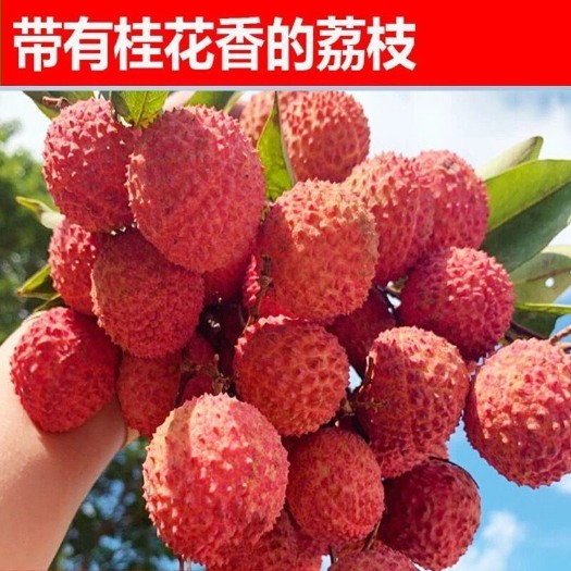 广州新鲜现摘正宗从化桂味荔枝新鲜水果整箱3斤5斤包邮皮薄小核甜