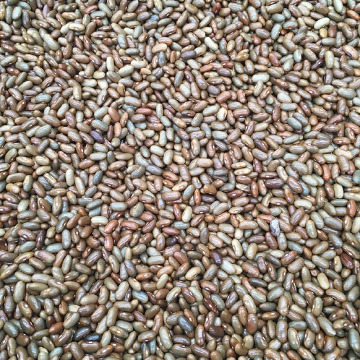 成都四季豆种子 四川成都双流发货