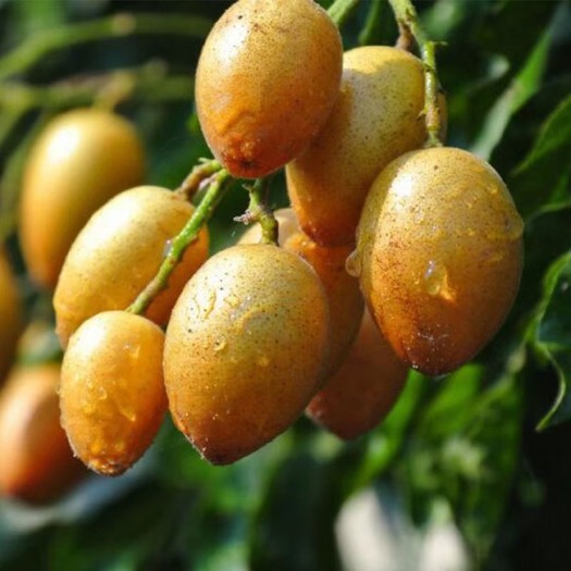 海口海南富硒火山岩黄皮果 当季良品一款被忽视的好水果