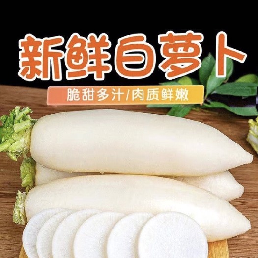 天门市【精品】白萝卜 大量上市 货源充足 质量保证 价格美丽