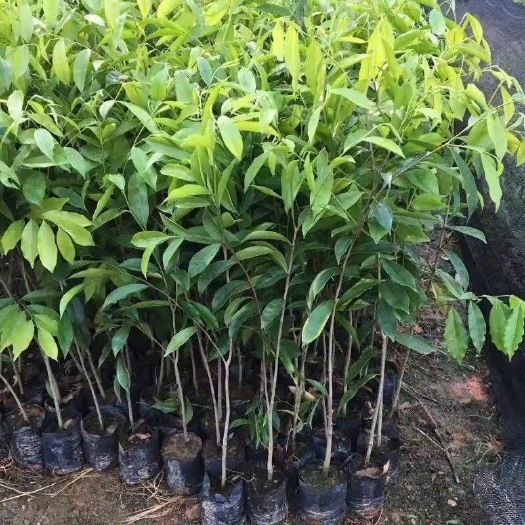 灵山县沉香苗 正宗奇楠沉香树苗黄花梨奇楠金丝木名贵实生苗南北方种植