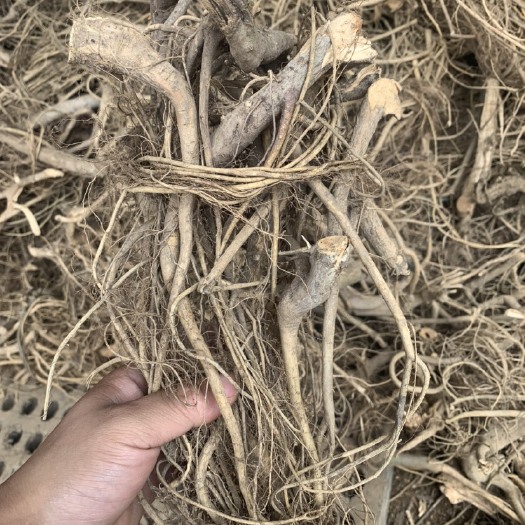 贺州牛奶树根  白花牛奶根无硫