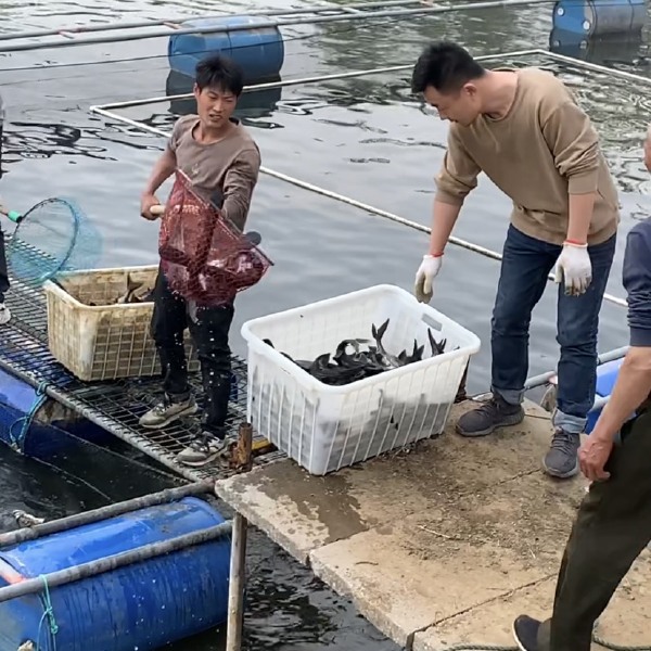 鸭嘴鱼成品批发零售，品质保证，规格不一，看货论价