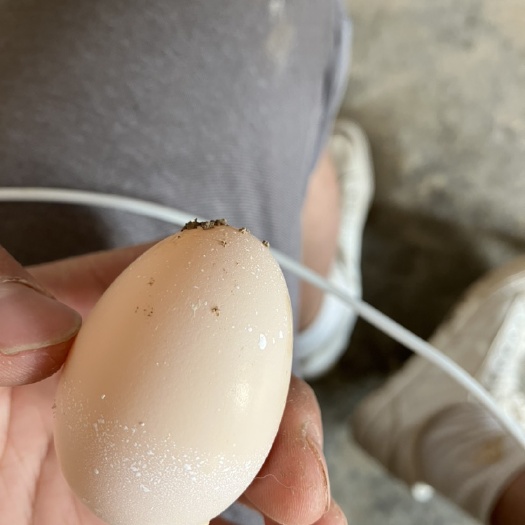 石家庄散养柴鸡 柴鸡蛋