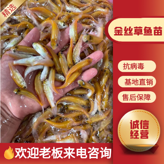 南宁场地直销  金丝草鱼苗  俄罗斯金草鱼  金鲩鱼苗