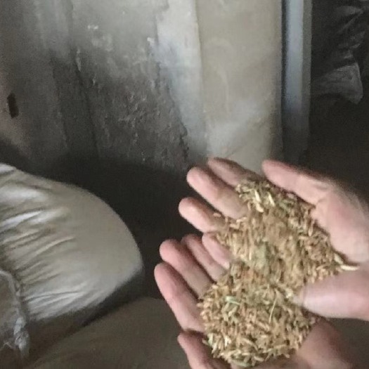 长春燕麦种子