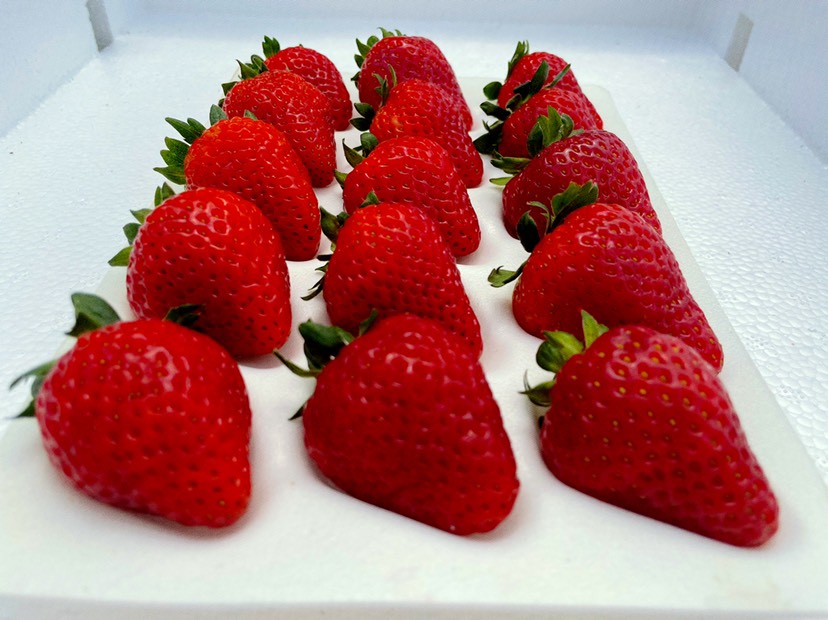 会泽县云南夏季草莓，蒙特瑞草莓商用、蛋糕烘焙，奶茶饮料，糖葫芦果酱