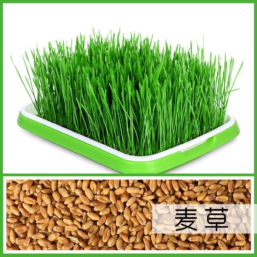 小麦 水培小麦草种子 猫草种子 小麦芽种子当季新种 四季种植