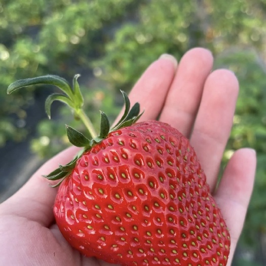 泰安可签合同，红颜草莓苗，蒙特瑞，甜查理，隋珠等穴盘苗