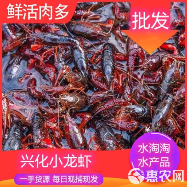 江苏兴化小龙虾硬规格精品小龙虾餐馆龙虾馆菜场饭