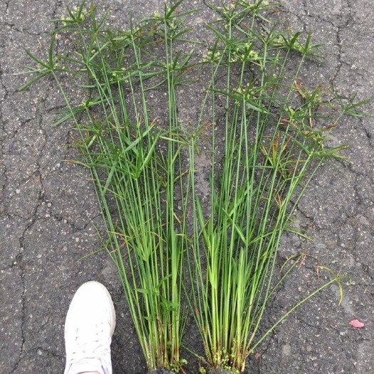 成都旱伞草
