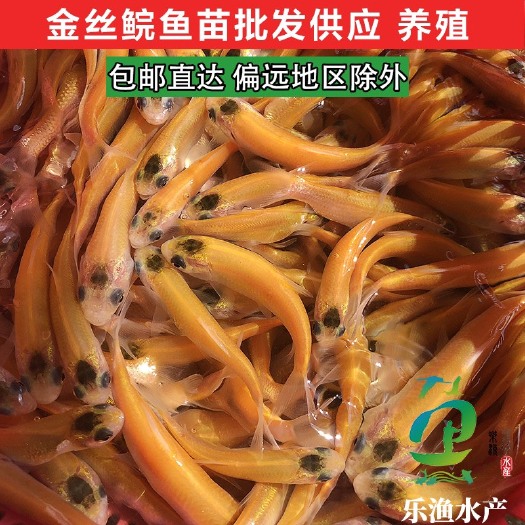 江门俄罗斯金草鱼苗红草鱼金丝鲩鱼易养观赏鱼鱼缸淡水养殖批发包邮