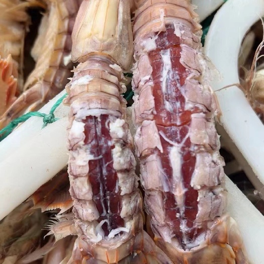 连云港皮皮虾  濑尿虾 虾姑 虾爬  熟冻皮皮虾