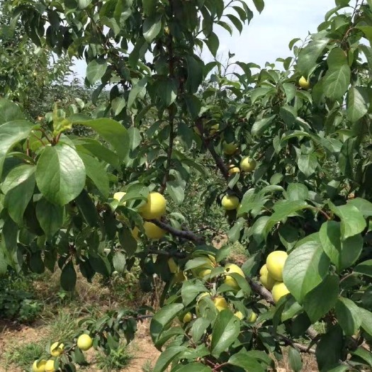 莱阳市杏梅全国成熟最晚的地方，可以搞绿果，价格品质时间都有优势