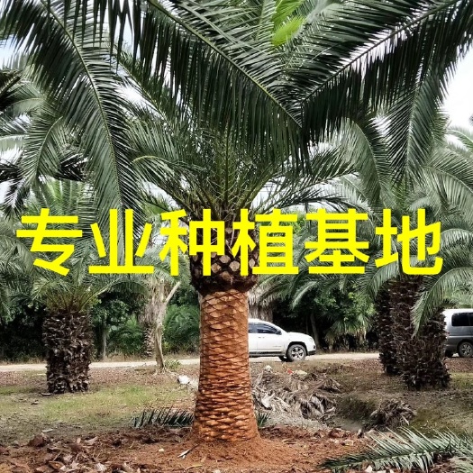 加拿利海枣价格 加拿利海枣批发 加拿利海枣树 加拿利海枣基地