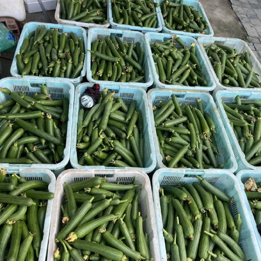 宜兴市肉丝瓜