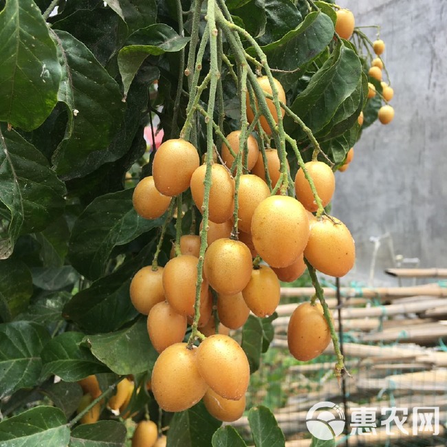 广东高州平山镇鸡心黄皮．需要大量货的联系我．有大量货成熟开摘