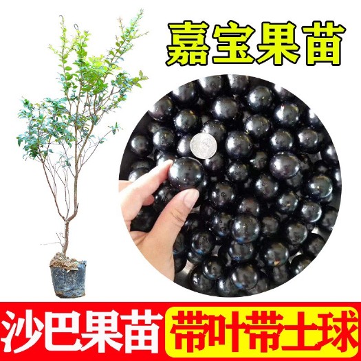 容县树葡萄嘉宝果艾斯卡沙巴四季红妃庭院盆栽