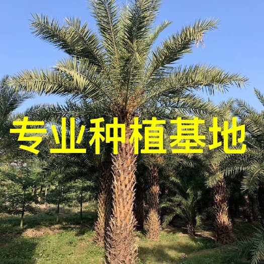 中东海枣价格，中东海枣批发 中东海枣树 中东海枣基地 银海枣