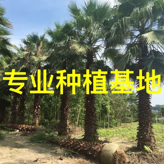福建老人葵批发 华盛顿棕榈价格 华棕基地直销 老人葵供应