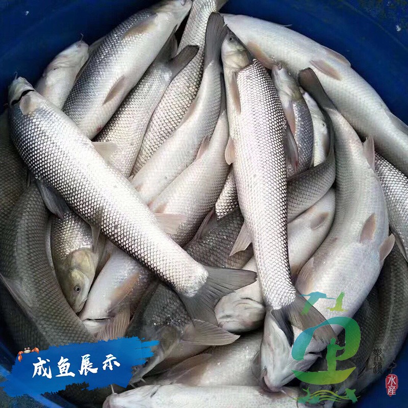 江门银鳕鱼苗 大规格大鳞鲃鱼场批发 肉质鲜嫩产量高纯种可长一米