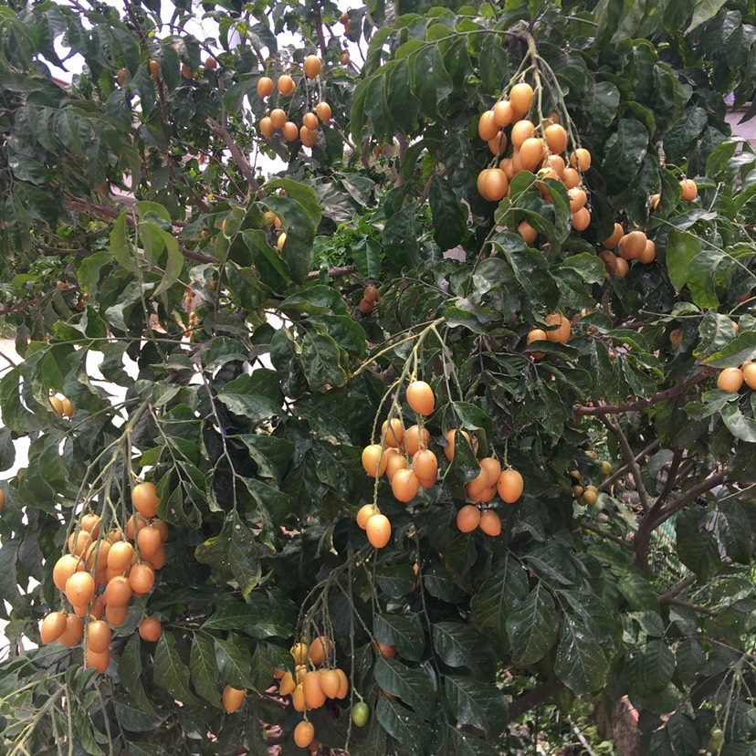 廣東高州平山鎮(zhèn)雞心黃皮．需要大量貨的聯系我．有大量貨成熟開摘