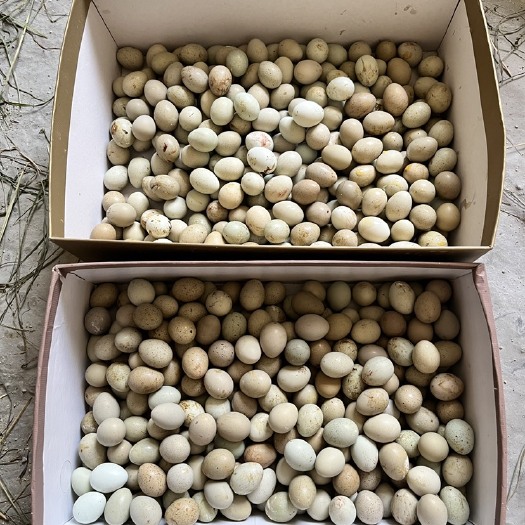 浠水县芦丁鸡德系变异种蛋受精蛋大量出售受精高达85以上