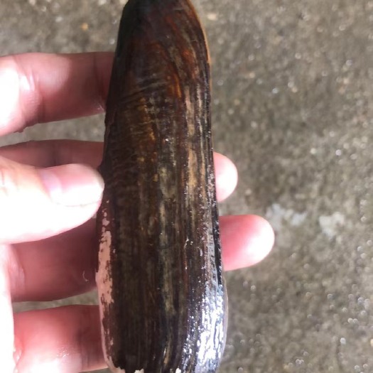 贺州水库剑状矛蚌，肉质鲜美可口