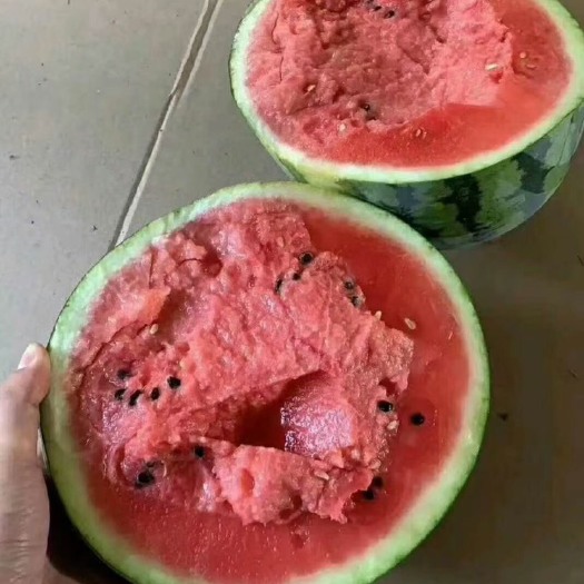 临高县西瓜