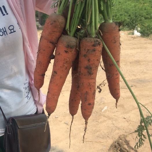 广饶县二红萝卜