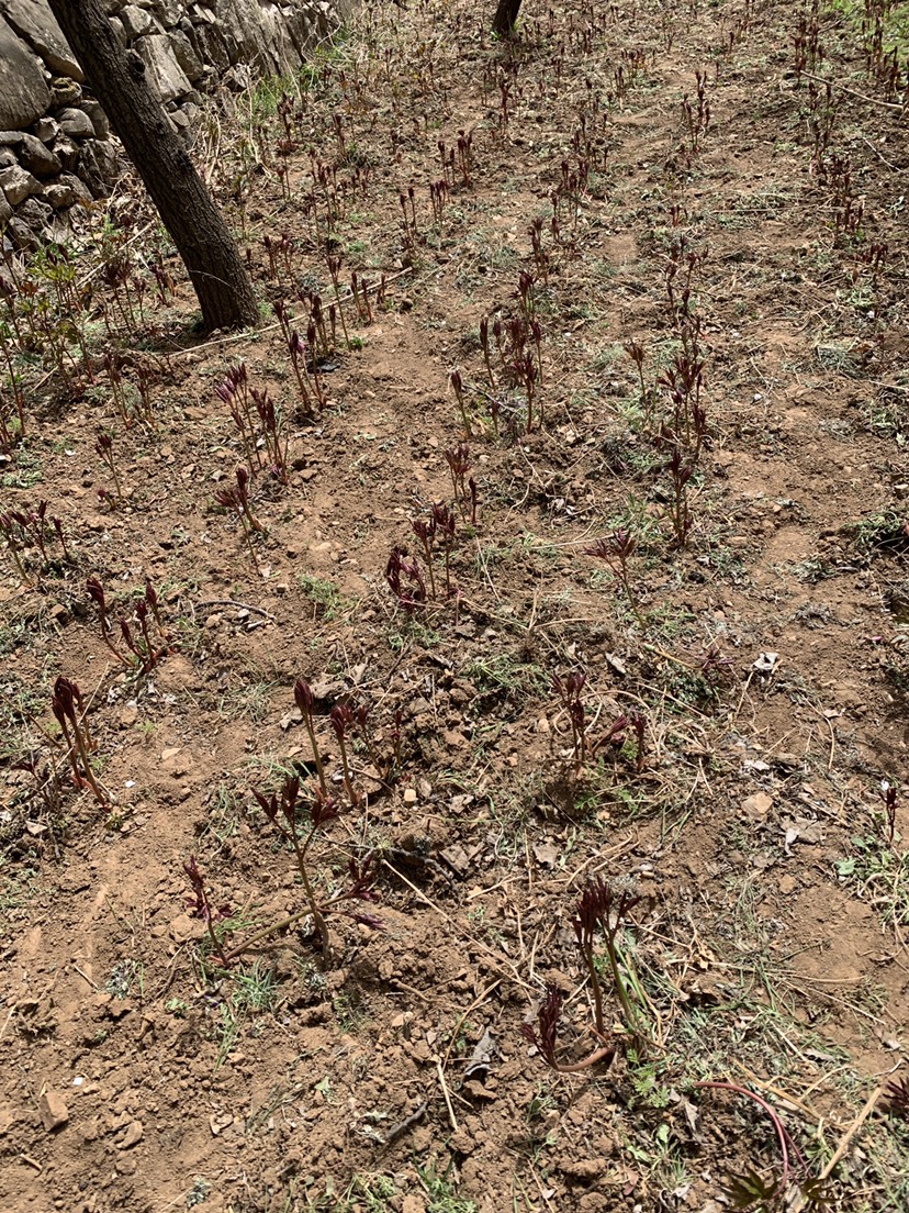 老峪沟中草药赤芍苗正在出售 现挖现售 符合 药典标准